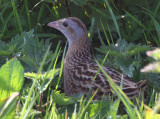 Corncrake, Gruinart RSPB, Islay, Argyll
