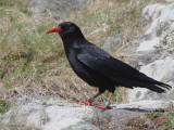 Chough, Islay, Argyll