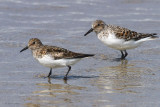 Sanderling, Machir Bay, Islay, Argyll