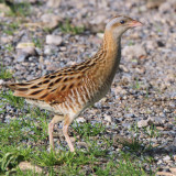 Corncrake, Gruinart RSPB, Islay, Argyll