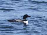 Great Northern Diver, Loch Indaal, Islay, Argyll