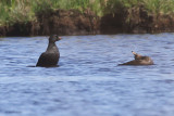 Common Scoter, Islay, Argyll