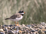 Ringed Plover, Loch Indaal, Islay, Argyll