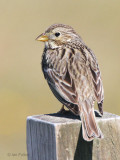 Corn Bunting, Greinetobht, North Uist