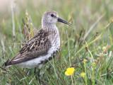 Dunlin, Benbecula