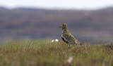Golden Plover, Benbecula