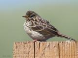 Meadow Pipit, Greinetobht, North Uist