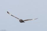 Short-eared Owl, North Uist