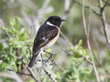 Stonechat, Benbecula