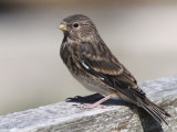 Twite, Greinetobht, North Uist