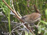 Hebridean Wren, Benbecula