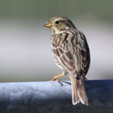 Corn Bunting, Greinetobht, North Uist