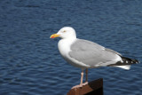 Herring Gull, Lochmaddy, North Uist