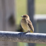 Black-headed Bunting, Greinetobht, North Uist