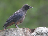 Carrion Crow (juvenile), Auchingyle Burn-Loch Lomond, CLyde