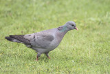 Stock Dove, Crail, Fife