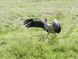 White Stork at the Temple of Artemis