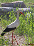 White Stork at the Temple of Artemis