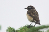 Whinchat, Stockiemuir, Clyde