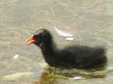 Moorhen, Hogganfield Loch, Glasgow