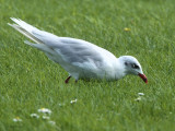 Mediterranean Gull, Buckhaven, Fife