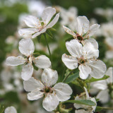 Flowers at the Sultanhani Caravanserai