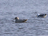 Glaucous Gull, Strathclyde Loch, Clyde