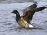 Pale-bellied Brent Goose, Aberlady Bay, Lothian