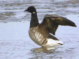 Pale-bellied Brent Goose, Aberlady Bay, Lothian