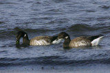 Pale-bellied Brent Geese, Maidens, Ayrshire