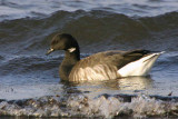 Pale-bellied Brent Goose, Maidens, Ayrshire