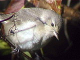 Barred Warbler, Skateraw, Lothian