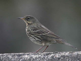 Rock Pipit, Maidens Harbour, Ayrshire