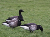 Pale-bellied Brent Geese, Maidens, Ayrshire
