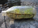 P1030608buggs6-11.jpg