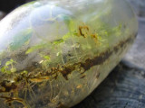 P1030609buggs6-11.jpg