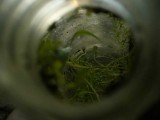 P1030619buggs6-11.jpg