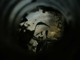 P1030620buggs6-11.jpg
