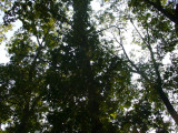 view from hammock