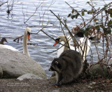 Lost Lagoon neighbours