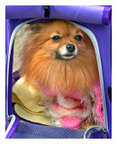Pampered Pooch