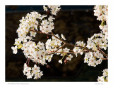 Bradford Pear blossoms