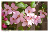 Flowering Crab Apple