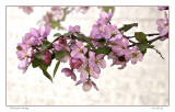 Blossom spray
