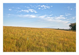 View from the field