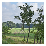 Soy bean field
