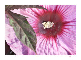 Flower/leaf detail