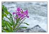 Fireweed