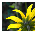 Wild Sunflower