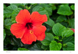 Hibiscus